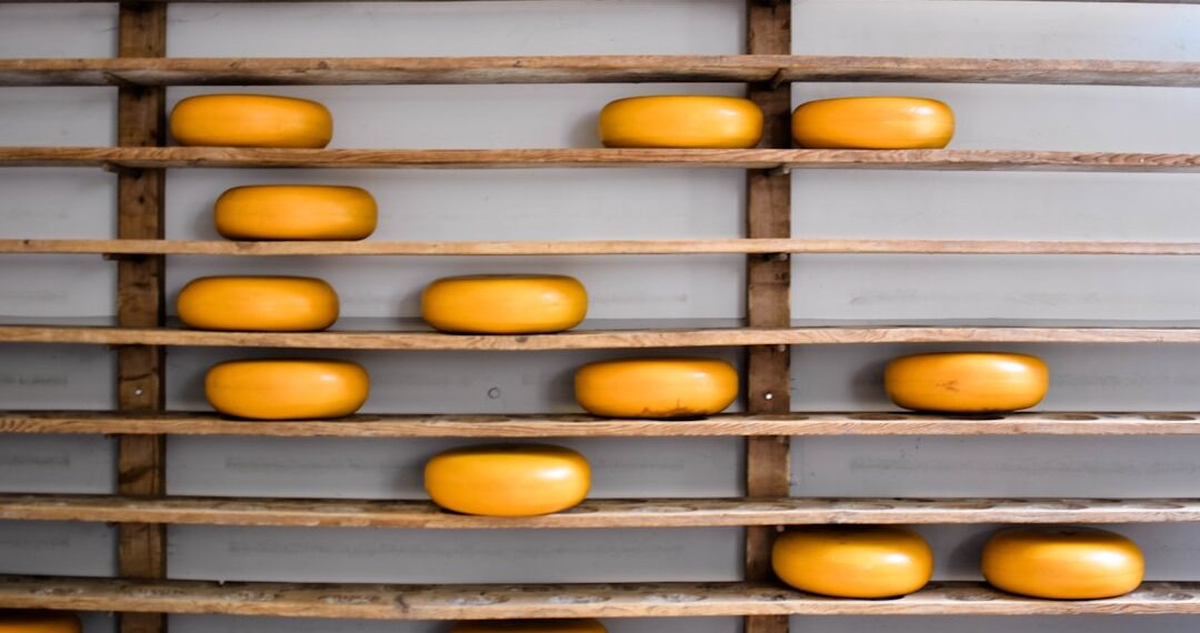 Making of cheese.