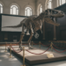 T. rex-skelet geveild voor 44 miljoen euro breekt record